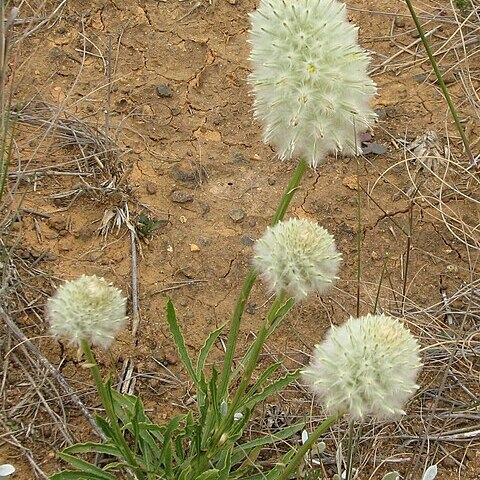 Ptilotus macrocephalus unspecified picture