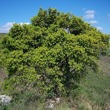 Podocarpus parlatorei unspecified picture