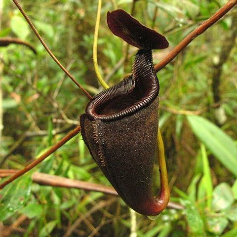 Nepenthes leonardoi unspecified picture