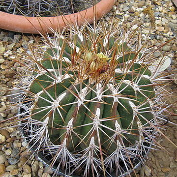 Ferocactus alamosanus unspecified picture