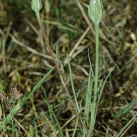 Scorzonera laciniata unspecified picture