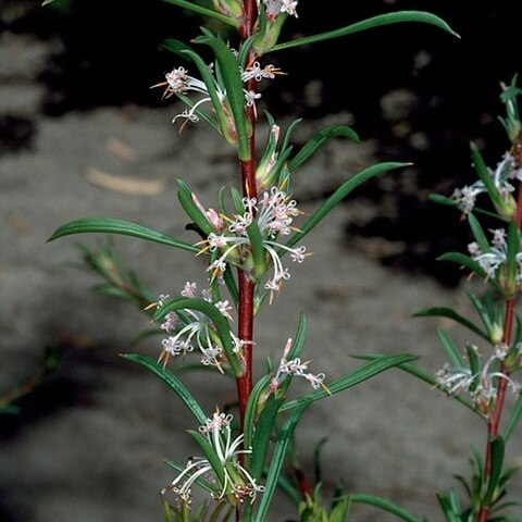 Isopogon axillaris unspecified picture