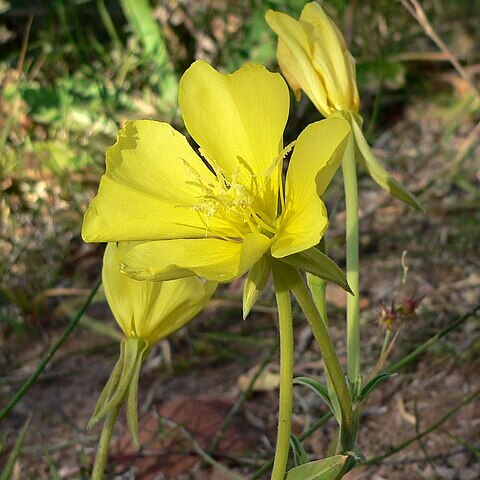 Oenothera longissima unspecified picture