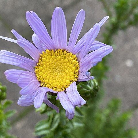 Olearia homolepis unspecified picture