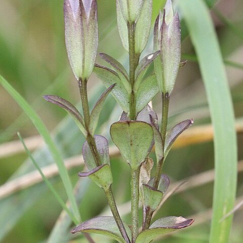 Gentianopsis contorta unspecified picture