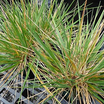 Calamagrostis expansa unspecified picture