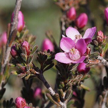 Boronia capitata unspecified picture