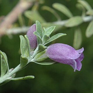 Eremophila resinosa unspecified picture