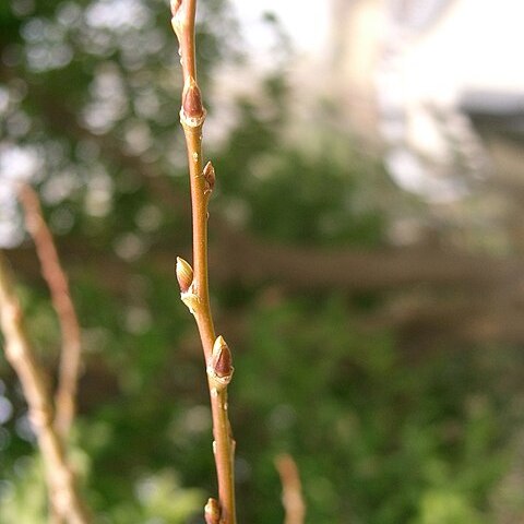 Salix chaenomeloides unspecified picture