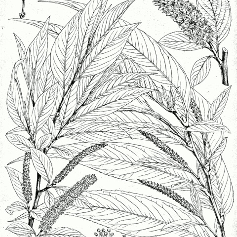 Salix tetrasperma unspecified picture