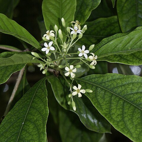 Pittosporum moluccanum unspecified picture