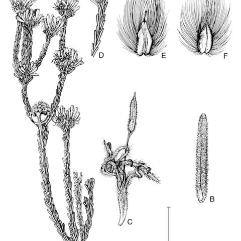 Petrophile wonganensis unspecified picture