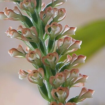 Sauroglossum unspecified picture