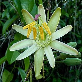 Passiflora contracta unspecified picture