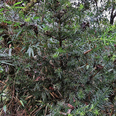 Podocarpus glomeratus unspecified picture