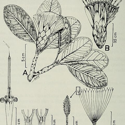 Stenopadus unspecified picture