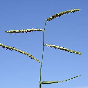 Paspalum mandiocanum unspecified picture