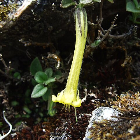 Salpichroa glandulosa unspecified picture