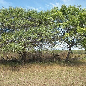 Aspidosperma pyrifolium unspecified picture