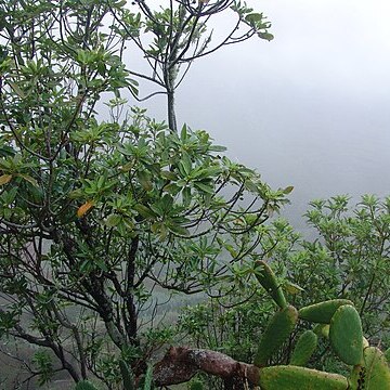 Sideroxylon canariense unspecified picture