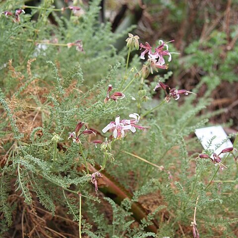 Pelargonium tragacanthoides unspecified picture