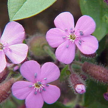 Saponaria unspecified picture