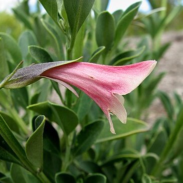 Prostanthera porcata unspecified picture