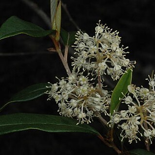 Pomaderris argyrophylla unspecified picture