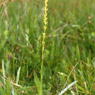 Platanthera yosemitensis unspecified picture