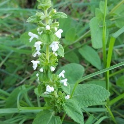 Phyllostegia racemosa unspecified picture