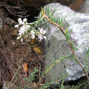 Polygonella americana unspecified picture