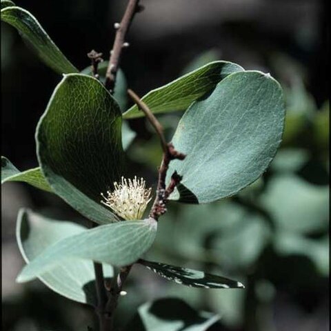 Hakea elliptica unspecified picture