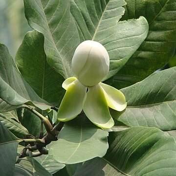 Magnolia pterocarpa unspecified picture