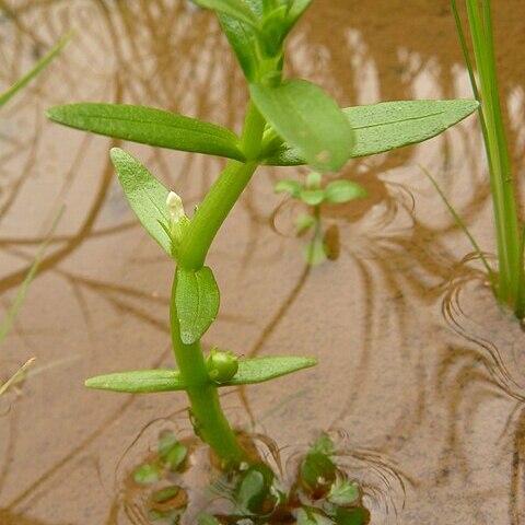 Gratiola japonica unspecified picture