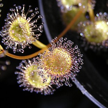 Drosera ramellosa unspecified picture