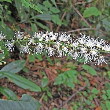 Actaea podocarpa unspecified picture