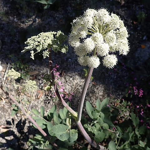 Angelica tomentosa unspecified picture