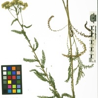 Achillea collina unspecified picture