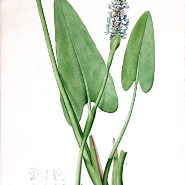 Pontederia unspecified picture