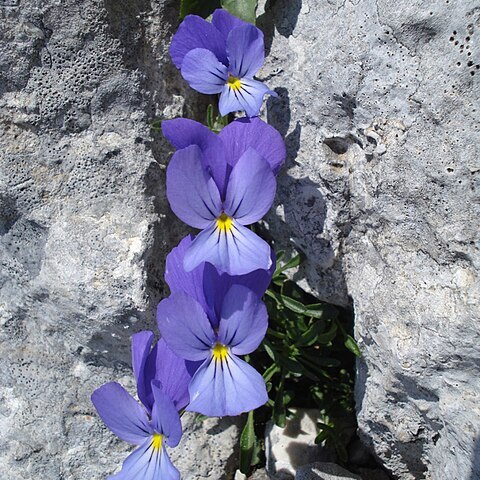 Viola cephalonica unspecified picture