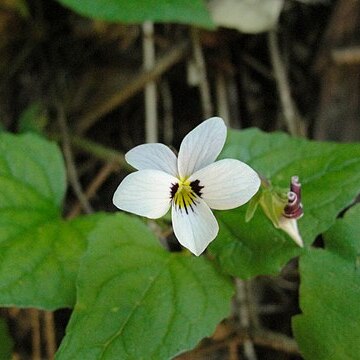 Viola ocellata unspecified picture