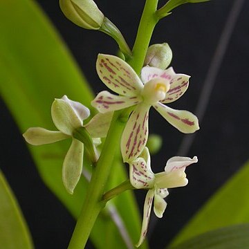 Prosthechea vespa unspecified picture