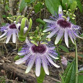 Passiflora watsoniana unspecified picture