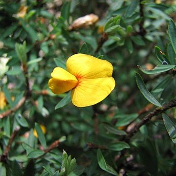 Pultenaea muelleri unspecified picture