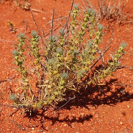 Sclerolaena costata unspecified picture