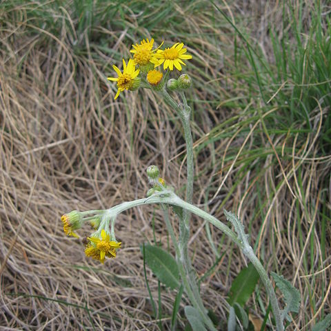 Packera tomentosa unspecified picture