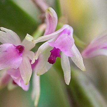 Scaphyglottis stellata unspecified picture