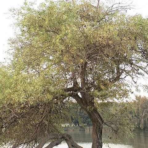 Salix acmophylla unspecified picture