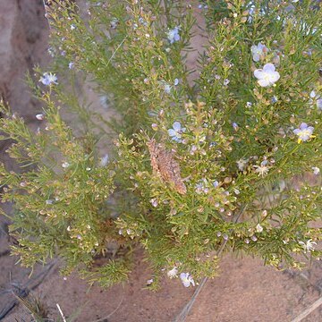 Scoparia ericacea unspecified picture