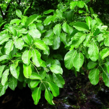 Schefflera stellata unspecified picture